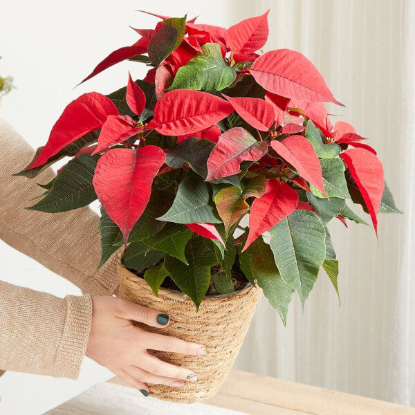 The Poinsettia Plant