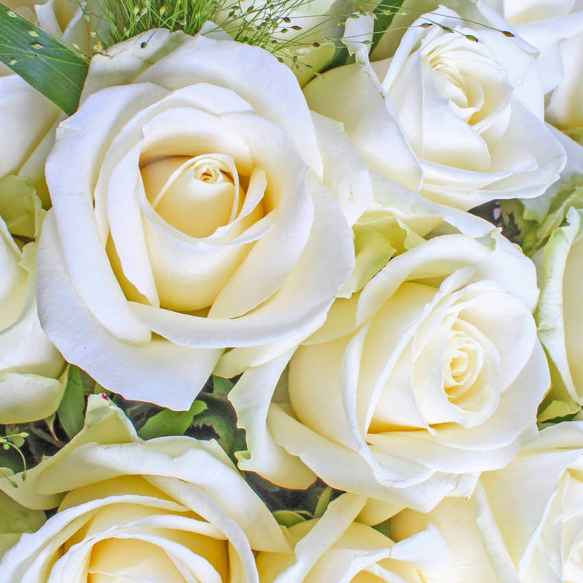 LUXURY TWO DOZEN WHITE ROSES