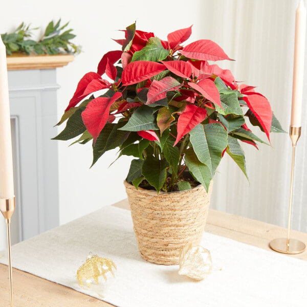 The Poinsettia Plant