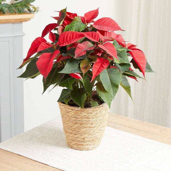 The Poinsettia Plant